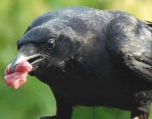 乌鸦刺身，是否可以解决日本乌鸦成灾的问题