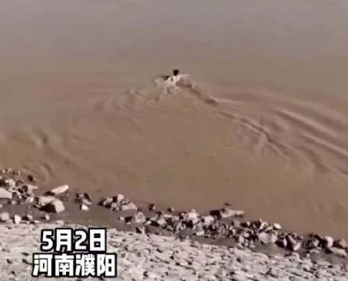 小伙跳黄河救人