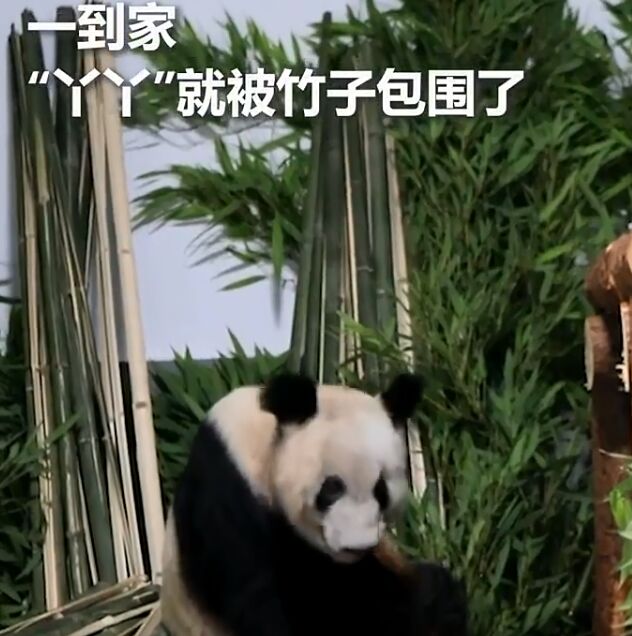 丫丫已经进入老年阶段需要适应新的环境和静养